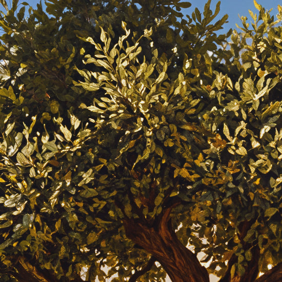 סרטון תמונת זכוכית מעוצבת - פנינה לבית
