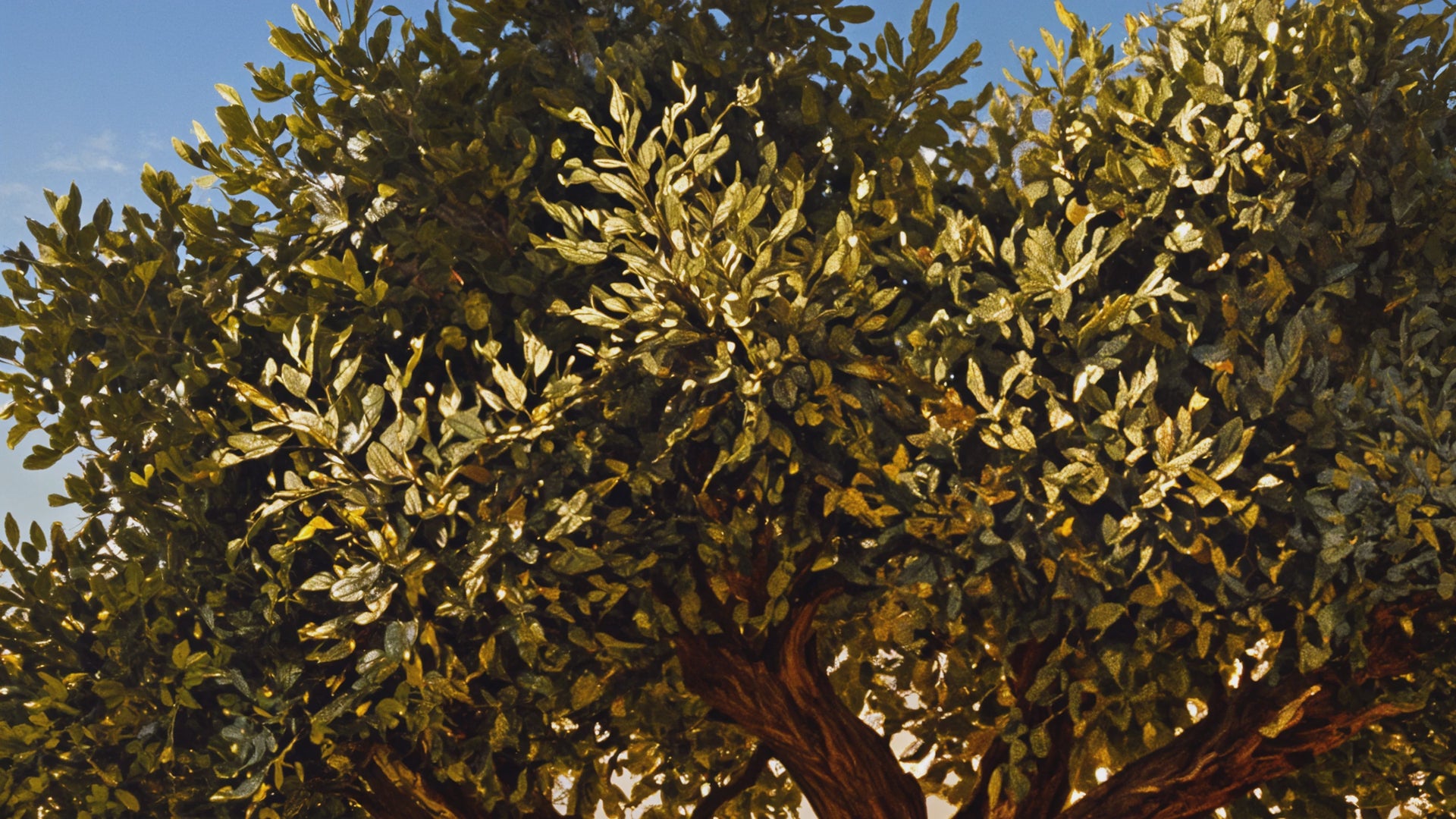 סרטון תמונת זכוכית מעוצבת - פנינה לבית